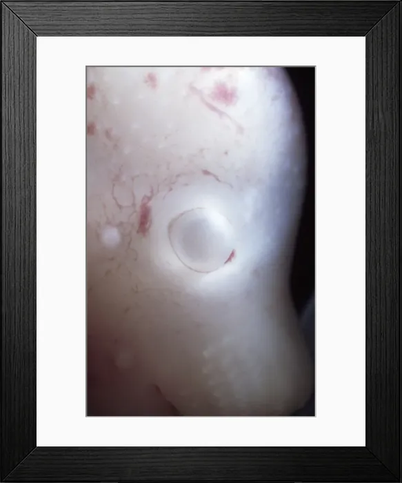Framed Print : Picture No. 11675513 Framed Print : Picture No. 11675513