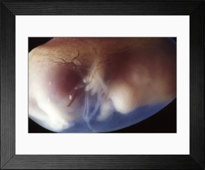 Framed Print : Picture No. 11675514 Framed Print : Picture No. 11675514
