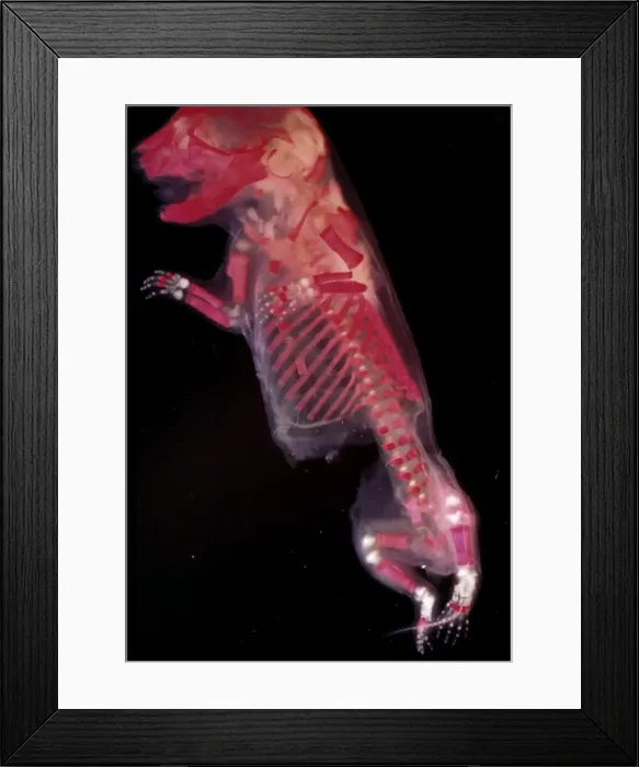 Framed Print : Picture No. 11675517 Framed Print : Picture No. 11675517