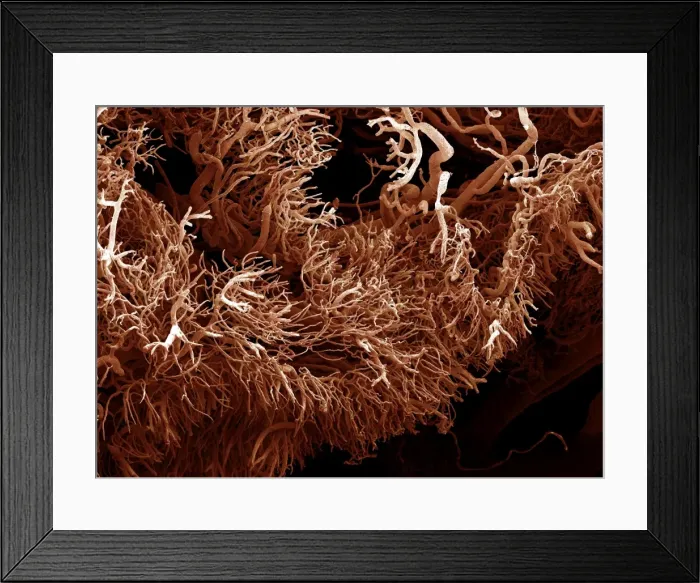 Framed Print : Picture No. 11675581 Framed Print : Picture No. 11675581