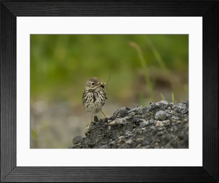 Framed Print : Picture No. 11675647 Framed Print : Picture No. 11675647