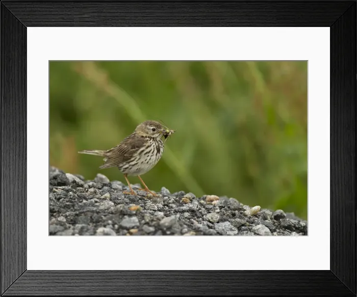 Framed Print : Picture No. 11675648 Framed Print : Picture No. 11675648