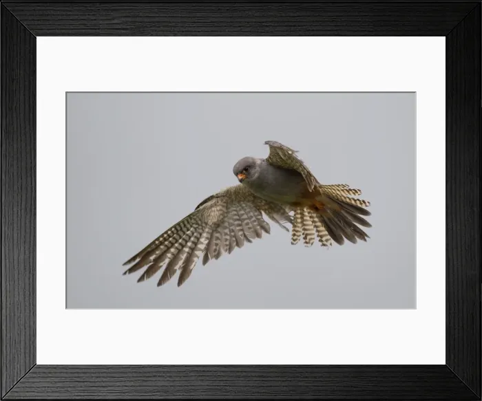 Framed Print : Picture No. 11675649 Framed Print : Picture No. 11675649