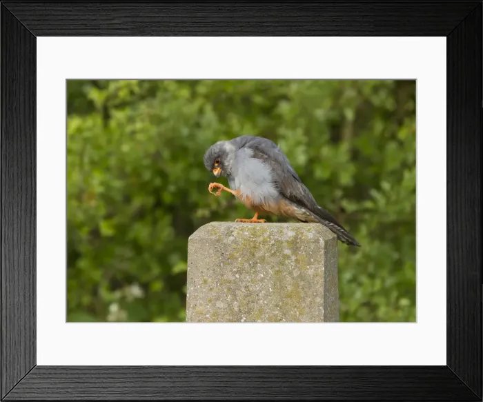 Framed Print : Picture No. 11675651 Framed Print : Picture No. 11675651