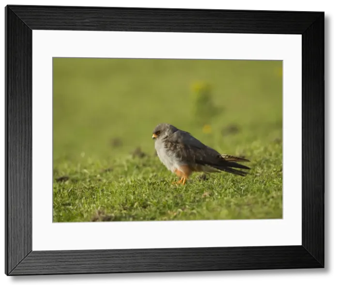 Framed Print : Picture No. 11675650 Framed Print : Picture No. 11675650