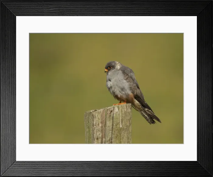 Framed Print : Picture No. 11675653