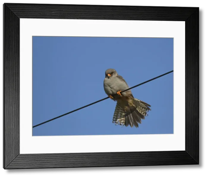 Framed Print : Picture No. 11675654 Framed Print : Picture No. 11675654