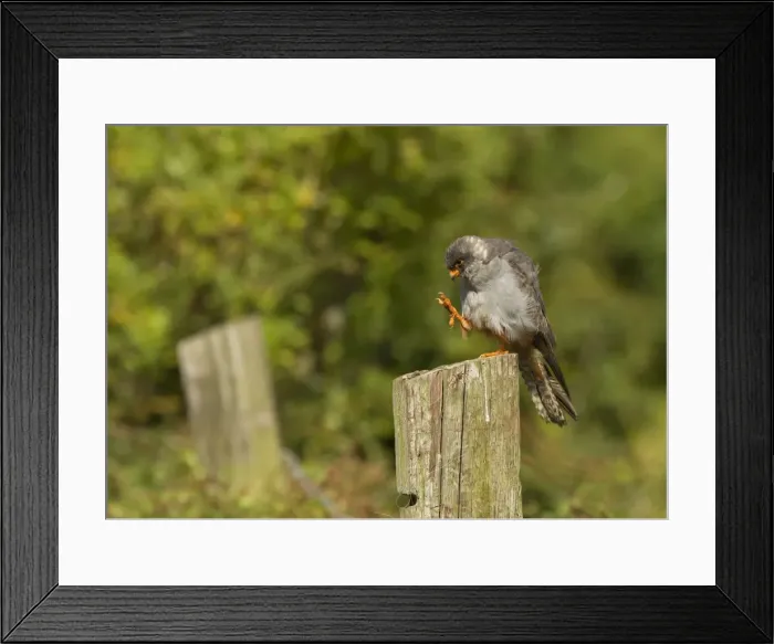 Framed Print : Picture No. 11675652 Framed Print : Picture No. 11675652