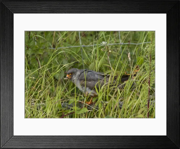 Framed Print : Picture No. 11675645 Framed Print : Picture No. 11675645