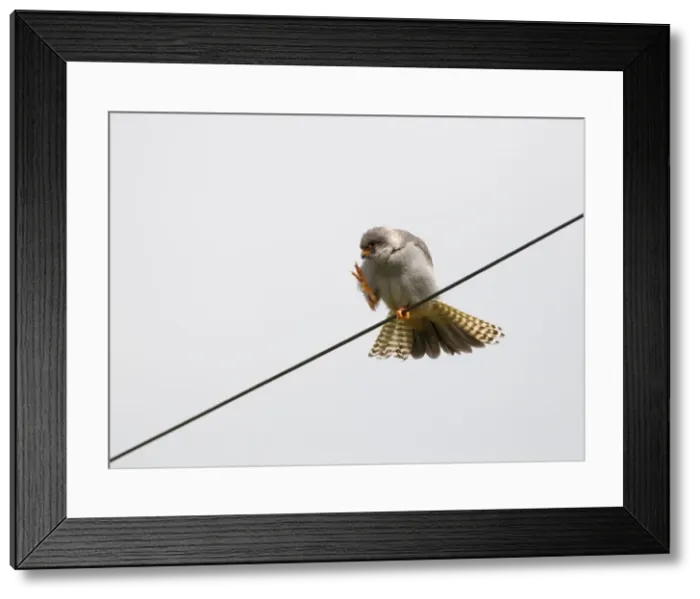 Framed Print : Picture No. 11675644 Framed Print : Picture No. 11675644
