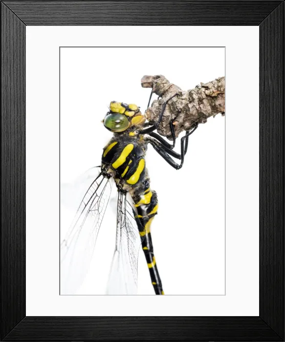 Framed Print : Picture No. 11676055 Framed Print : Picture No. 11676055