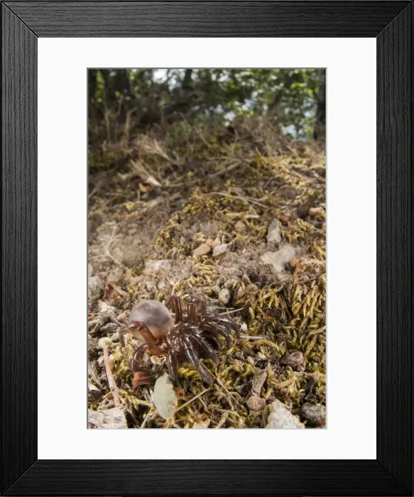Framed Print : Picture No. 11676057 Framed Print : Picture No. 11676057