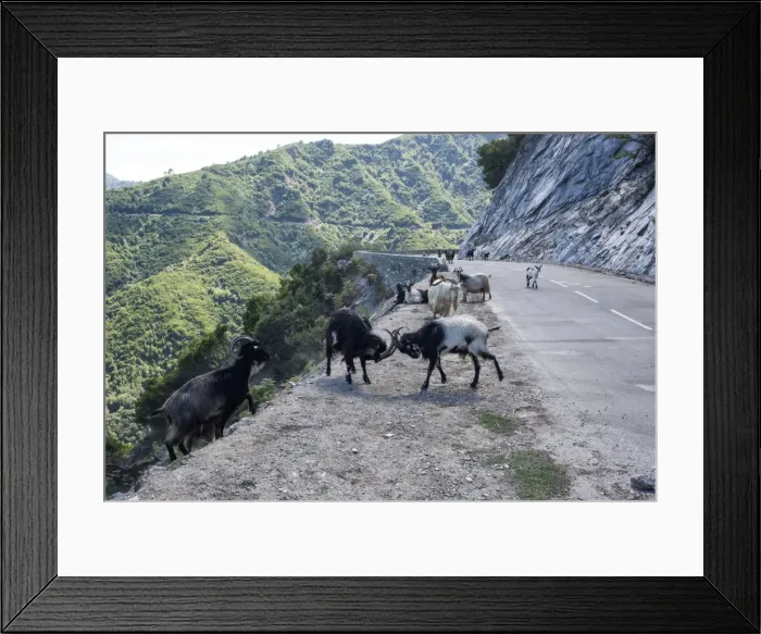 Framed Print : Picture No. 11676056 Framed Print : Picture No. 11676056