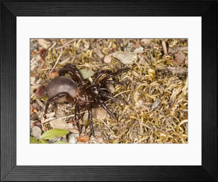 Framed Print : Picture No. 11676058 Framed Print : Picture No. 11676058