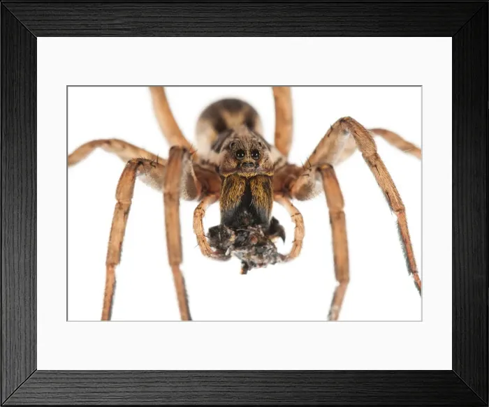 Framed Print : Picture No. 11676059 Framed Print : Picture No. 11676059