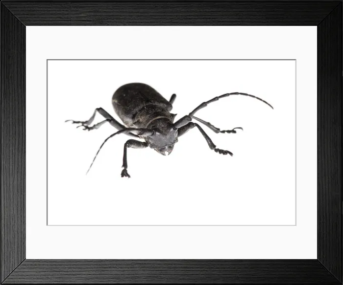 Framed Print : Picture No. 11676062 Framed Print : Picture No. 11676062
