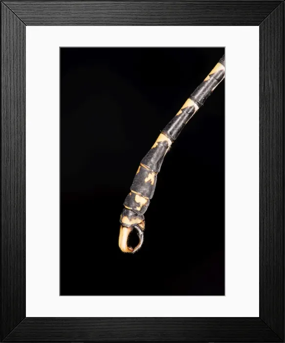 Framed Print : Picture No. 11676061 Framed Print : Picture No. 11676061