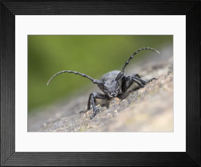 Framed Print : Picture No. 11676064 Framed Print : Picture No. 11676064