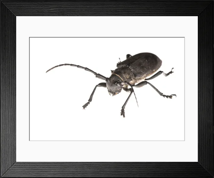 Framed Print : Picture No. 11676065 Framed Print : Picture No. 11676065