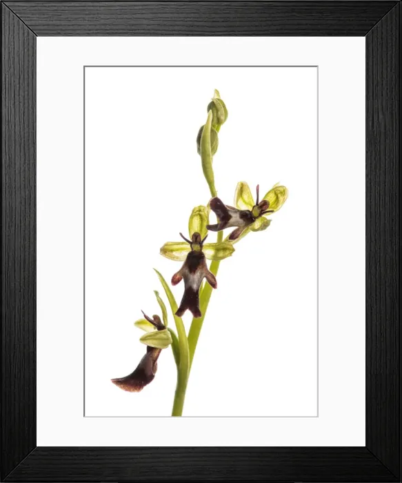 Framed Print : Picture No. 11676066 Framed Print : Picture No. 11676066