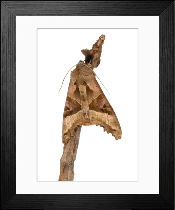 Framed Print : Picture No. 11676068 Framed Print : Picture No. 11676068