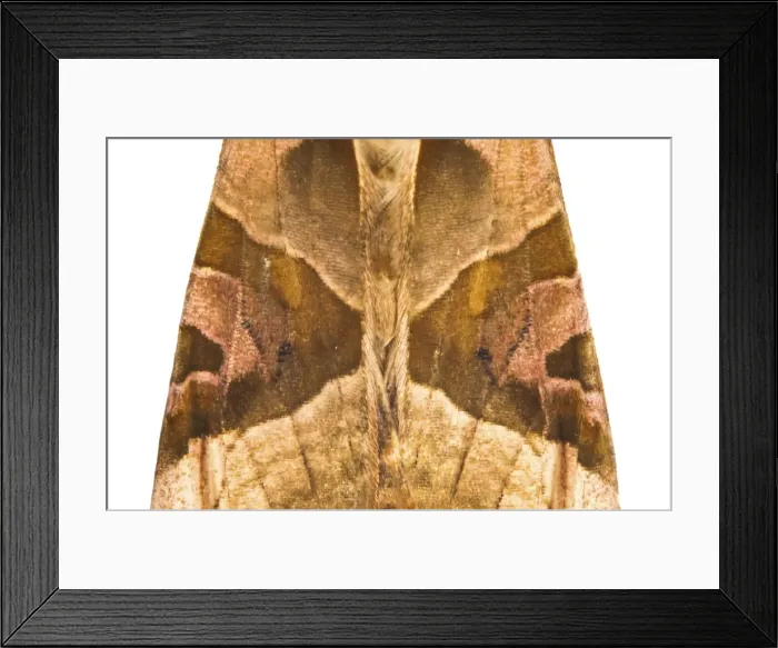 Framed Print : Picture No. 11676069 Framed Print : Picture No. 11676069