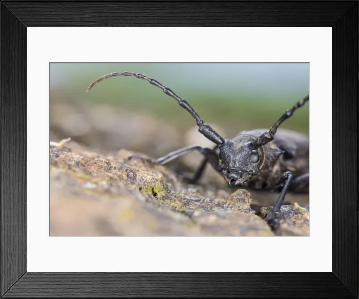 Framed Print : Picture No. 11676063 Framed Print : Picture No. 11676063