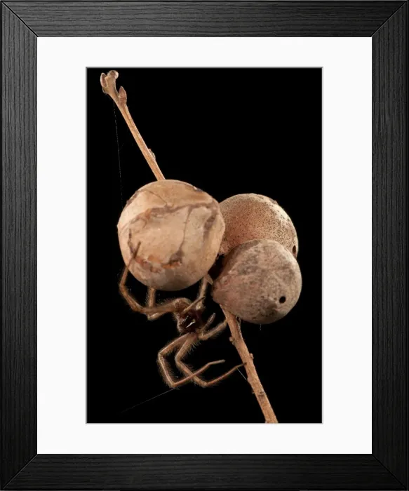 Framed Print : Picture No. 11676072 Framed Print : Picture No. 11676072