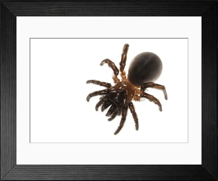 Framed Print : Picture No. 11676074 Framed Print : Picture No. 11676074