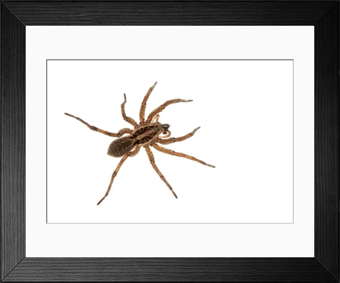 Framed Print : Picture No. 11676075