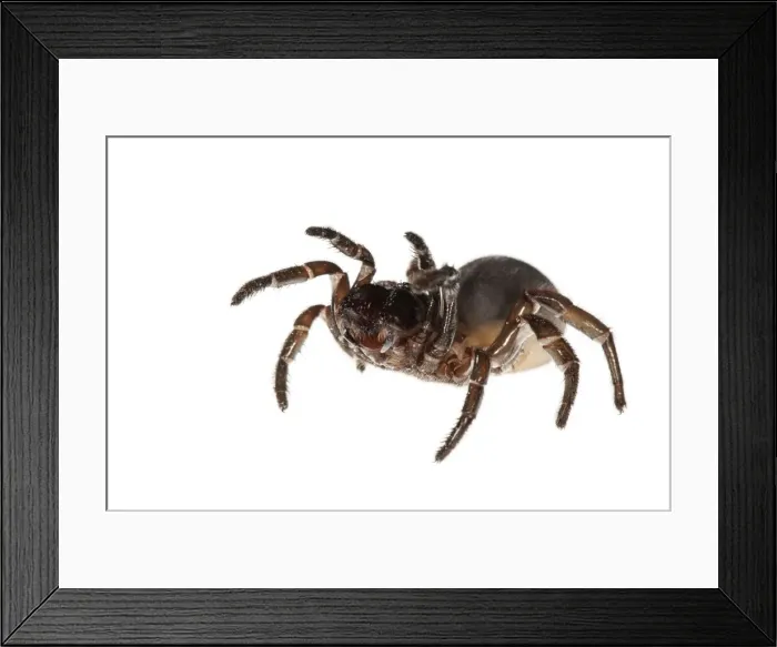 Framed Print : Picture No. 11676076 Framed Print : Picture No. 11676076