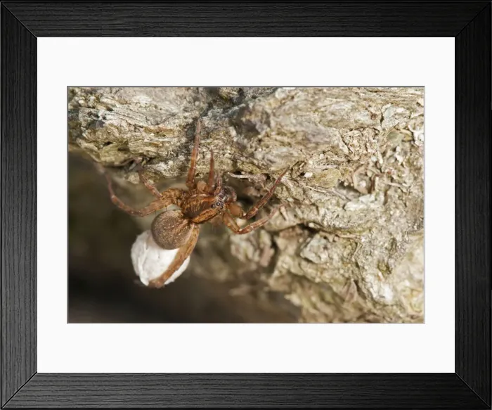Framed Print : Picture No. 11676077 Framed Print : Picture No. 11676077