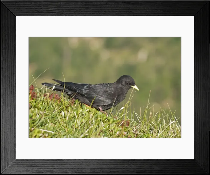 Framed Print : Picture No. 11676071 Framed Print : Picture No. 11676071