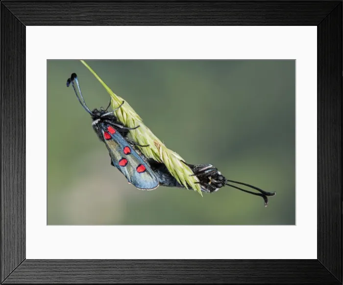 Framed Print : Picture No. 11676080 Framed Print : Picture No. 11676080