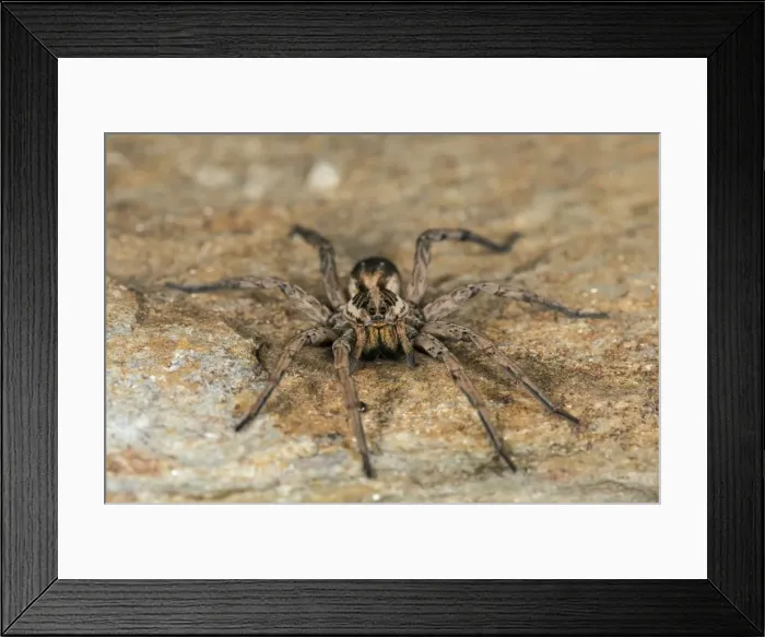Framed Print : Picture No. 11676079 Framed Print : Picture No. 11676079