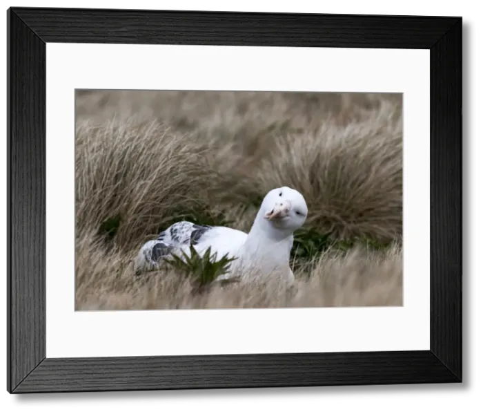 Framed Print : Picture No. 11675736 Framed Print : Picture No. 11675736