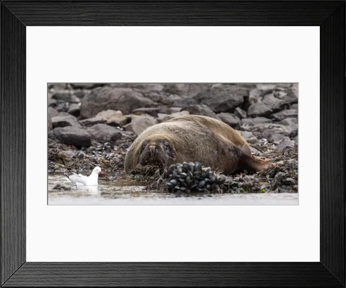 Framed Print : Picture No. 11675747 Framed Print : Picture No. 11675747