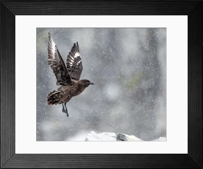 Framed Print : Picture No. 11675791 Framed Print : Picture No. 11675791