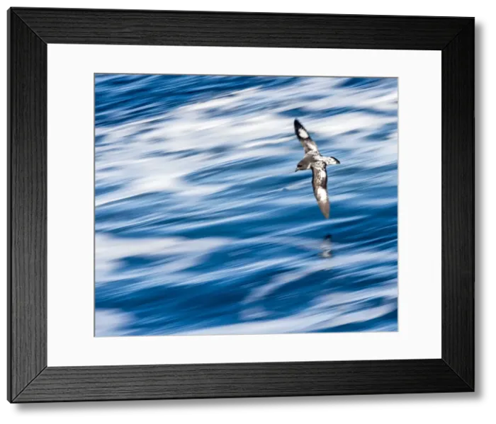 Framed Print : Picture No. 11675802 Framed Print : Picture No. 11675802