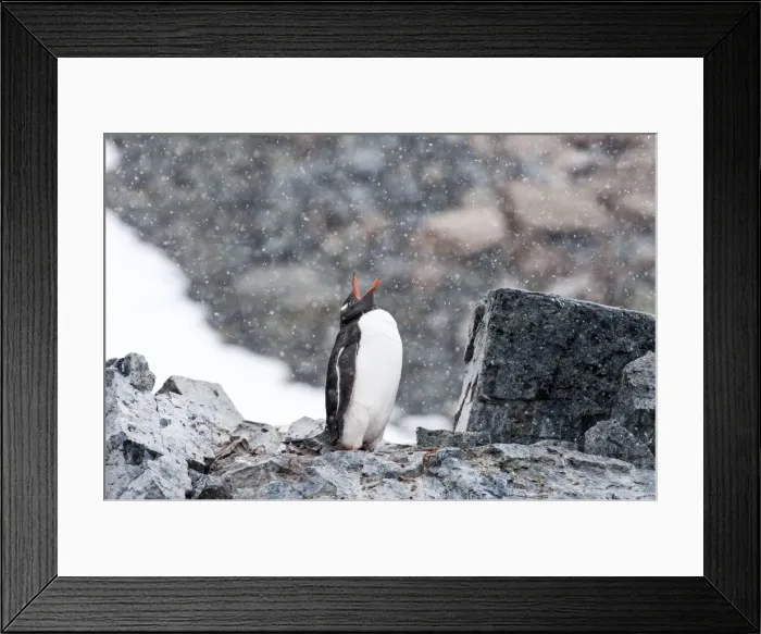 Framed Print : Picture No. 11675780 Framed Print : Picture No. 11675780