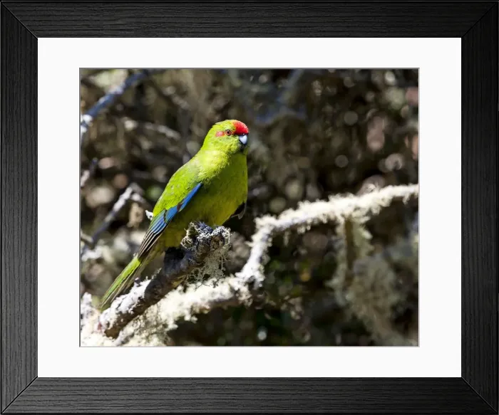 Framed Print : Picture No. 11675824 Framed Print : Picture No. 11675824
