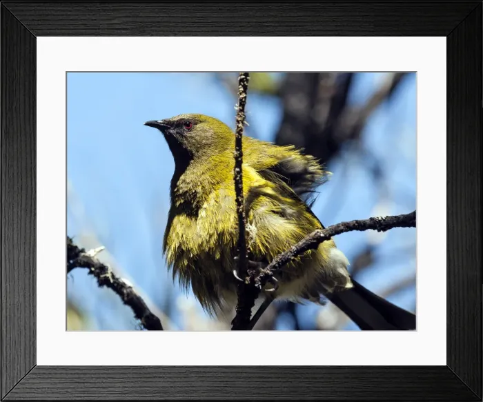 Framed Print : Picture No. 11675835