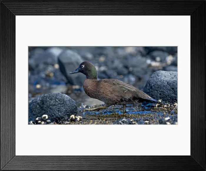 Framed Print : Picture No. 11675813 Framed Print : Picture No. 11675813