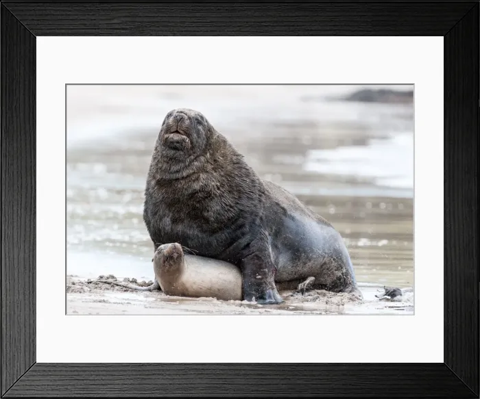 Framed Print : Picture No. 11675868 Framed Print : Picture No. 11675868