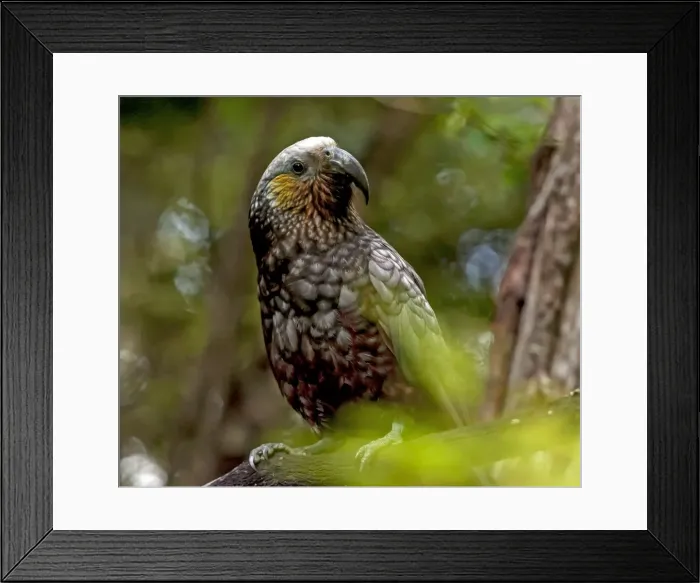 Framed Print : Picture No. 11675890 Framed Print : Picture No. 11675890