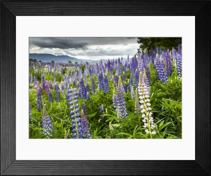 Framed Print : Picture No. 11675912