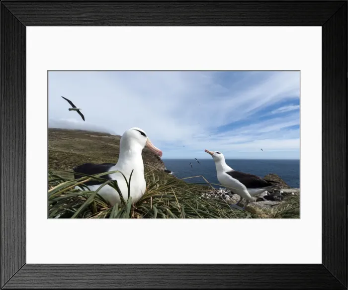 Framed Print : Picture No. 11675945 Framed Print : Picture No. 11675945