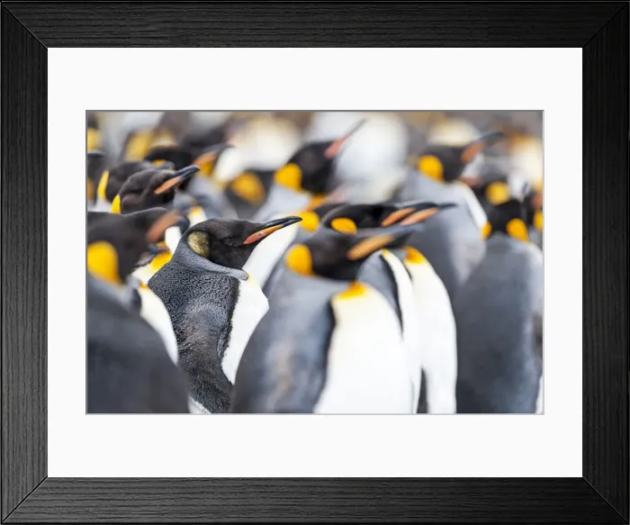 Framed Print : Picture No. 11675946 Framed Print : Picture No. 11675946
