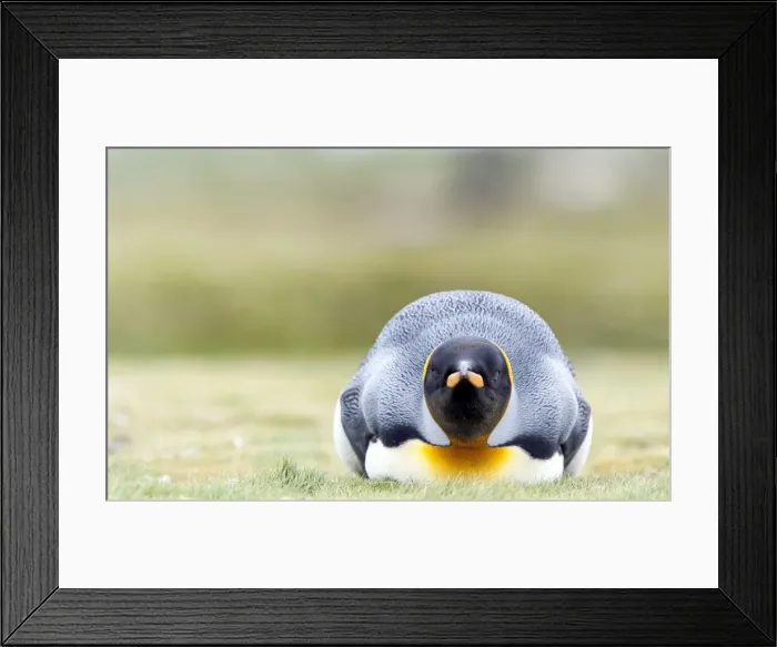 Framed Print : Picture No. 11675947 Framed Print : Picture No. 11675947