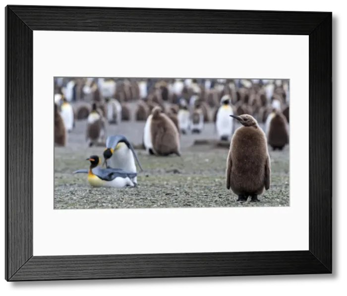 Framed Print : Picture No. 11675949 Framed Print : Picture No. 11675949